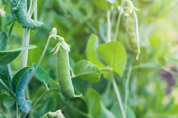 Pods of green peas grow on the garden