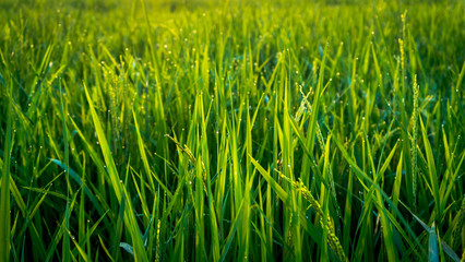 grain of dew in the rice fields in the morning