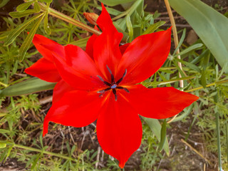 Open Red Tulip in the Garden