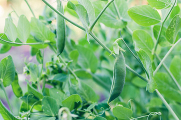 Pods of green peas grow on the garden