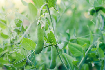 Pods of green peas grow on the garden