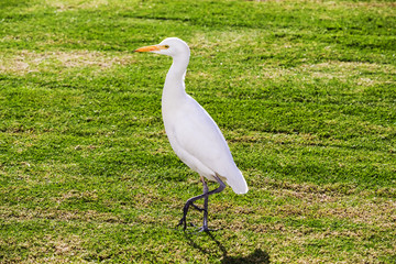 heron in the meadow looking for food