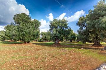 Alluring view on a grass field and a beautiful olive trees in Apulia countryside, Italy.
