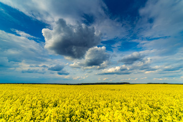 Obraz premium Beautiful wide landscape of yellow rape field
