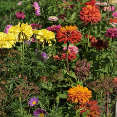 yellow and red-orange asters on a garden bed with grass and dill