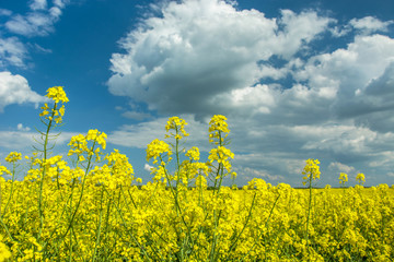 Obraz premium Close-up of rapeseed flowers and clouds on a blue sky in the background