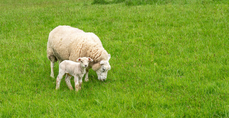 Fototapeta premium Lamb with sheep