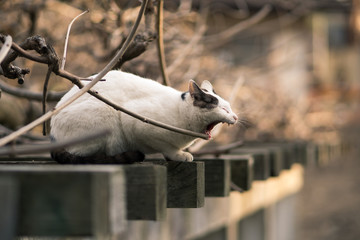 藤棚の上であくびする猫の横顔