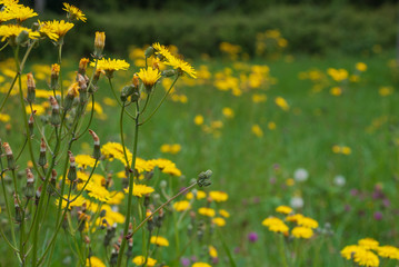 Obraz premium Close-up of wild yellow flowers in a green unfocused meadow in Cantabria, Spain, Europe