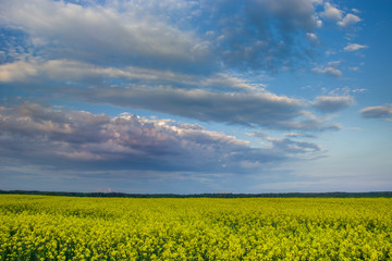 Fototapeta premium Field of rapeseed, horizon and colorful evening clouds on a blue sky