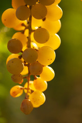 ripe white grape n vineyard in autumn just before harvest