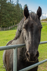 Dark Brown Horse Looking Over a Gate