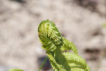 A green fern unfolds its leaves with a selective focus. Macro shooting.