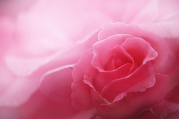 ピンク色のバラとツボミのクローズアップ（クィーンエリザベス）