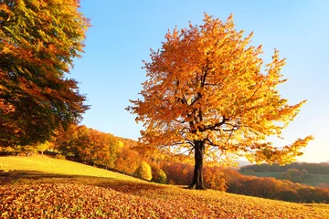 Photo sur Plexiglas Destinations On the lawn covered with leaves at the high mountains there is a lonely nice lush strong tree and the sun rays lights through the branches with the background of blue sky. Beautiful autumn scenery.