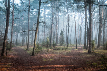 A path diverges in a mysterious, misty forest.
