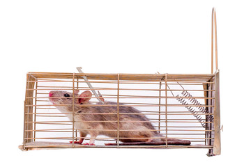 Rat Caught in a Metal Cage Trap, Closeup