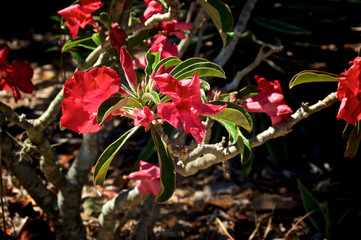 Large tropical red desert rose succulent cactus plant in bloom.