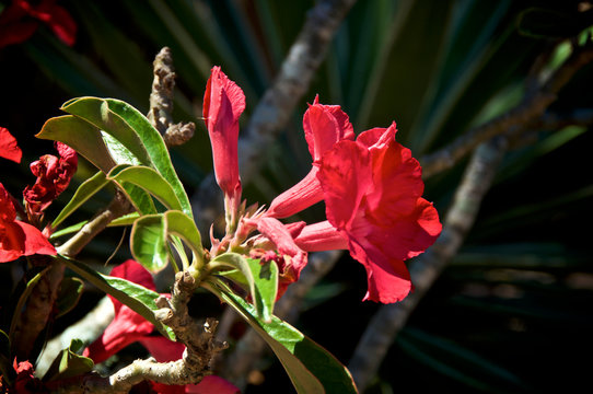 Close Up Of Large Tropical Red Desert Rose Succulent Cactus Plant Flowers.