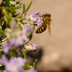 Bees, honey bee sucking nectar and polinating on Rosemary, Rosmarin Flower, Rosmarinus officinalis, with its beautiful lilac flowers and green needles