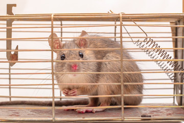 Rat Caught in a Metal Cage Trap, Closeup