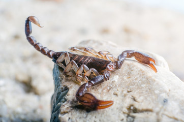 Scorpion sitting on a stone close up