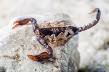 Scorpion sitting on a stone close up