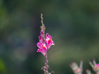 Beautiful colourfull blossom flowers in Greek Island