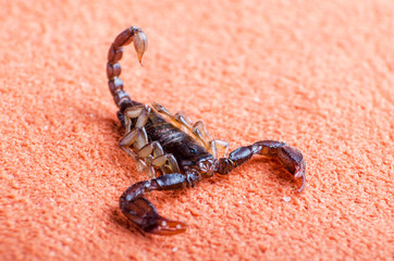 Scorpion crawling on the fabric, close up