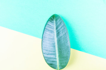 Ficus leaf on yellow green. Summer bright colors. Natural background, minimalism, geometry, flat lay, top view, design. Summer trend.