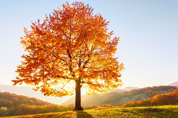 Fototapeta premium Autumn rural scenery with mountains, forests and fields. There is a lonely lush tree on the lawn covered with orange leaves through which the sun rays are shining.