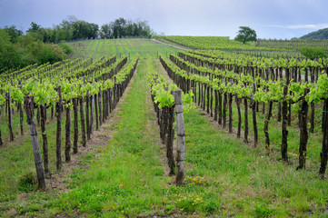 Fototapeta premium Vine branch with blossoms ine early spring in vineyard