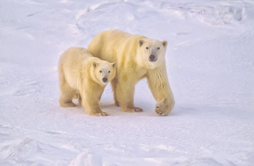 Obraz na płótnie Canvas Polar bear and cub,photo art