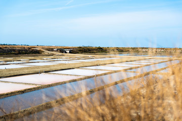 Salt marsh in summer day in Ile Re in France
