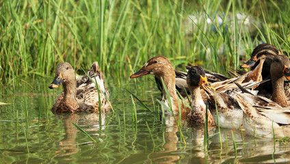 Ducks Swimming in Water