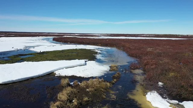 Siberian Black-backed Gull in spring among the tundra on the Yamal Peninsula