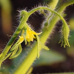 Floral brush on the Bush tomatoes.Grow delicious tomatoes.