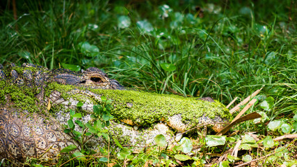 Alligator