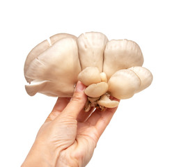Fototapeta premium fresh oyster mushrooms on a white background