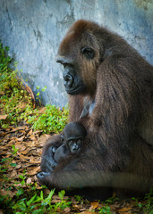 Gorilla Mother and Baby