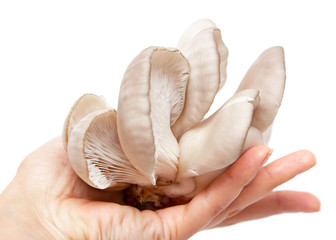 fresh oyster mushrooms on a white background