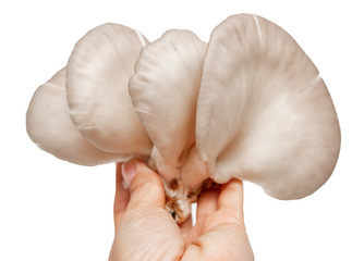 fresh oyster mushrooms on a white background