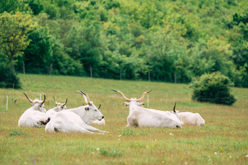 Fototapeta na wymiar Hungarian grey cattle on pasture