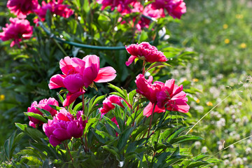 Shrub scarlet peonies in the garden in the backlight of the sun