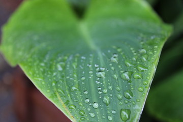 Blatt mit Wassertropfen