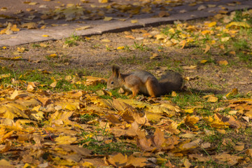 Cute squirrel on the meadow in park