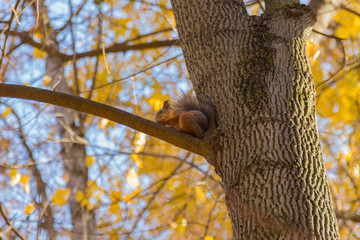 Cute squirrel on the tree in park