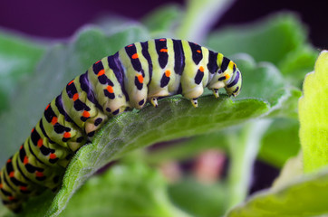 Caterpillar of the Machaon crawling on green leaves, close-up