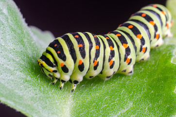 Caterpillar of the Machaon crawling on green leaves, close-up