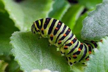 Caterpillar of the Machaon crawling on green leaves, close-up